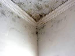 Environmental Consulting for Mold Prevention in Mayflower Village, CA