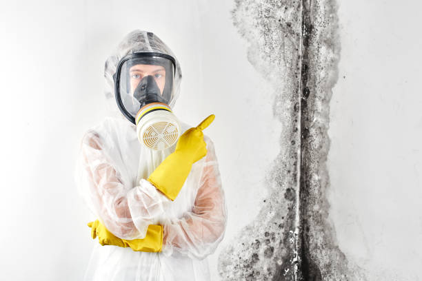 Why You Should Choose Our Mold Remediation Services in Mayflower Village, CA